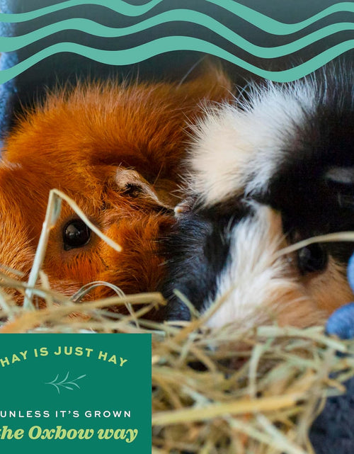 Load image into Gallery viewer, Animal Health Western Timothy Hay - All Natural Hay for Rabbits, Guinea Pigs, Chinchillas, Hamsters &amp; Gerbils -Veterinarian Recommended- Grown in the USA-90 Oz.
